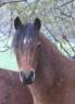 Broodmare Welsh Pony (Section B) For sale 2012 Bay