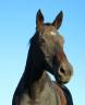 Broodmare Anglo-Arabe de Compl&eacute;ment For sale 2009 Dark Bay