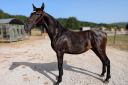 Colt PRE Pure Spanish Bred For sale 2025 Black