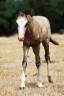 Colt Welsh Pony (Section B) For sale 2026 Buckskin