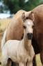 Colt Welsh Pony (Section B) For sale 2026 Buckskin