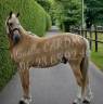Gelding Origin Recorded For sale 2022 Palomino
