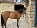 Mare French Saddle Pony For sale 2014 Bay