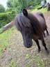 Mare Shetland Pony For sale 2025 Black