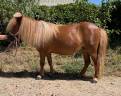 Mare Shetland Pony For sale 2021 Chesnut