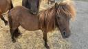 Entire Shetland Pony For sale 2025 Brown