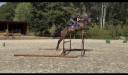 Gelding Westphalian  For sale 2022 Dark Bay