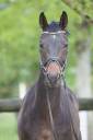 Gelding Westphalian  For sale 2022 Dark Bay