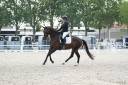 Mare KWPN Dutch Warmblood For sale 2022 Dark Bay