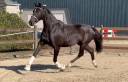 Mare KWPN Dutch Warmblood For sale 2015 Black