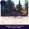 Mare Thoroughbred For sale 2022 Bay