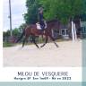 Gelding Selle Fran&ccedil;ais For sale 2022 Dark Bay
