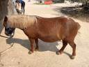 Gelding No Origin Recorded For sale 2016 Silver dapple