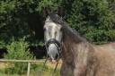 Gelding PRE Pure Spanish Bred For sale 2022 Grey