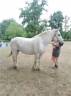 Mare Percheron For sale 2013 Grey