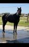 Stallion Zangersheide For sale 2023 Bay
