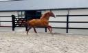 Stallion KWPN Dutch Warmblood For sale 2024 Chesnut