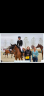 Mare BWP Belgian Warmblood For sale 2021 Bay