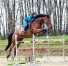 Mare BWP Belgian Warmblood For sale 2016 Bay