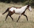 Gelding Paint For sale 2025 Overo