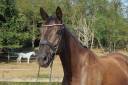 Mare Origin Recorded For sale 2022 Black