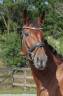 Mare Origin Recorded For sale 2021 Bay
