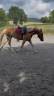 Mare New Forest For sale 2024 Chesnut