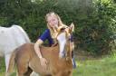 Entire French Saddle Pony For sale 2026 Chesnut