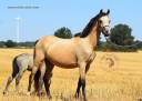 Mare Welsh Pony (Section B) For sale 2023 Buckskin