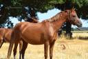 Mare Welsh Pony (Section B) For sale 2022 Chesnut