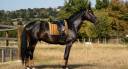 Gelding Selle Fran&ccedil;ais For sale 2020 Dark Bay