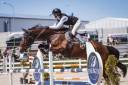 Winning gelding for children/ junior classes