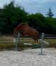 Gelding French Saddle Pony For sale 2023 Chesnut