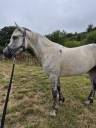 Gelding Connemara For sale 2019 Grey