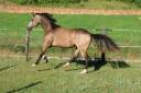 Mare French Saddle Pony For sale 2024 Buckskin