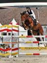 Mare KWPN Dutch Warmblood For sale 2020 Bay