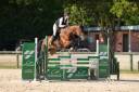 Mare KWPN Dutch Warmblood For sale 2020 Bay