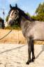 Mare Connemara For sale 2023 Grey