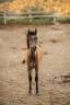 Colt Arabian Half Blood For sale 2023 Grey