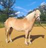 Mare Haflinger For sale 2012 Silver dapple
