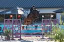 Gelding Selle Fran&ccedil;ais For sale 2019 Bay