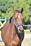 Gelding French Saddle Pony For sale 2015 Bay