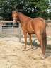 Mare French Saddle Pony For sale 2024 Chesnut