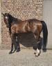 Gelding Warmblood Cross For sale 2022 Dark Bay