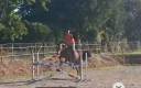Gelding Warmblood Cross For sale 2022 Dark Bay