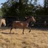 Filly Welsh Part Bred For sale 2025 Bay