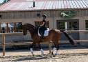 Gelding Hanoverian For sale 2017 Dark Bay