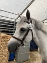 Mare Connemara For sale 2019 Grey