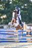 Mare Origin Recorded For sale 2022 Coloured