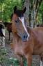 Mare French Saddle Pony For sale 2021 Bay